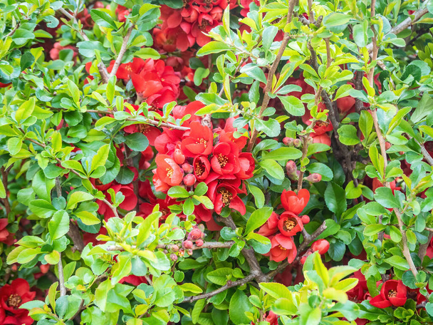 Le coing japonais fleurit dans le jardin. Belles fleurs de coing, fleurs rouges, buisson. Contexte naturel - Photo, image
