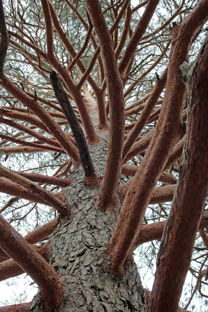 Větve stromu shlédnuté zdola  - Fotografie, Obrázek