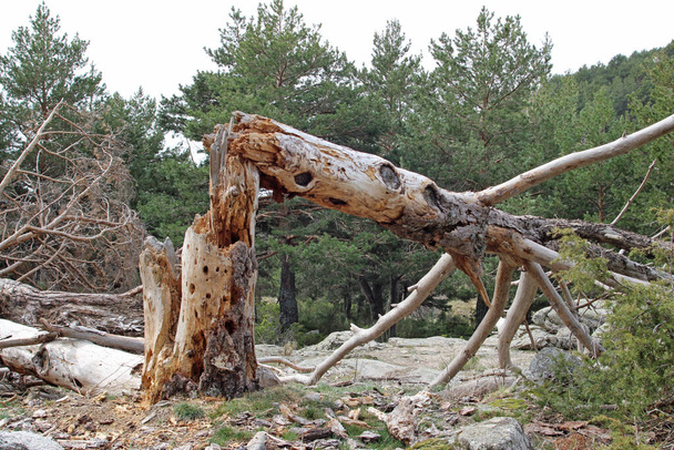 Дерева впали посеред лісу
 - Фото, зображення