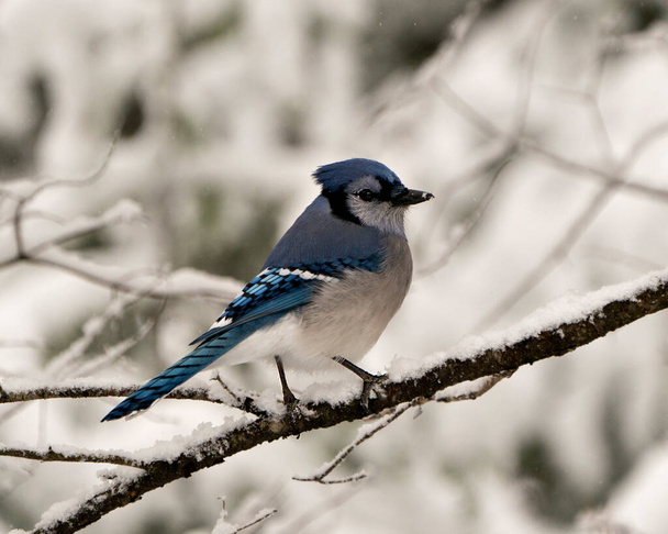 Sininen Jay lintu kyydissä oksalla talvikaudella lumisateessa ja hämärä tausta sen ympäristössä ja elinympäristö näyttää sininen ja valkoinen höyhenet. - Valokuva, kuva