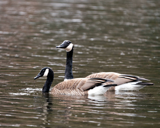 Gansos canadenses casal close-up vista de perfil nadando na água em seu habitat e meio ambiente, olhando para o lado esquerdo. - Foto, Imagem