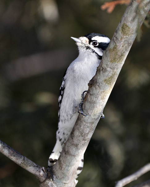 Woodpecker θηλυκό γκρο πλαν προβολή προφίλ σκαρφαλωμένο εμφάνιση φτερό φτέρωμα στο περιβάλλον και το περιβάλλον του στο δάσος με θολό φόντο. Εικόνα. Φωτογραφία. Πορτρέτο.  - Φωτογραφία, εικόνα
