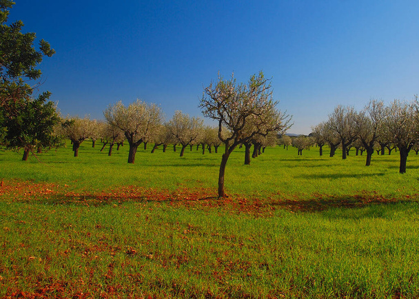 Güneşli bir günde Balearic Adası Mallorca 'da, tarımsal bir tarla tarlalarındaki çayırlarda çiçek açan eğri büğrü badem ağaçları. - Fotoğraf, Görsel