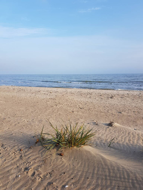 Playa de arena con césped de caña. - Foto, Imagen