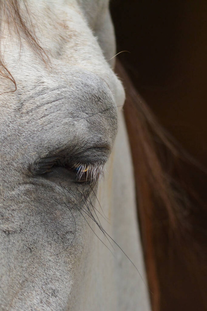 Horse eye close up image - Photo, Image