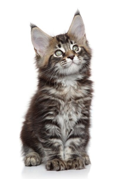 Maine Coon kitten - Fotografie, Obrázek