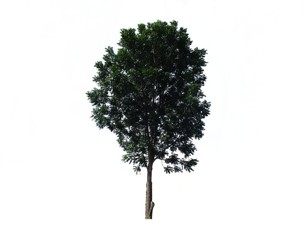Prachtige en grote luifel boom. Geïsoleerd op witte achtergrond - Foto, afbeelding