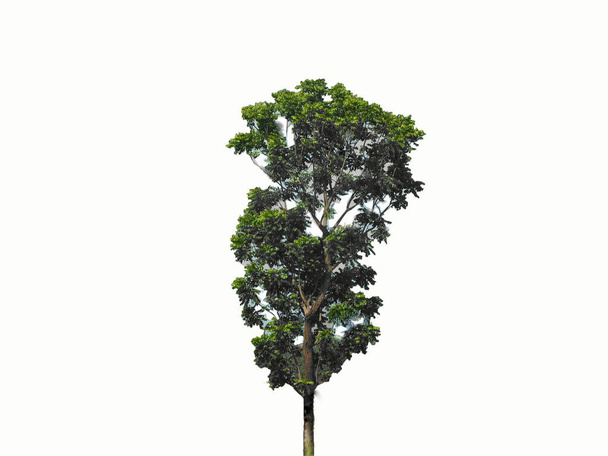 Gyönyörű és nagy lombkoronafa. Fehér alapon elszigetelve - Fotó, kép