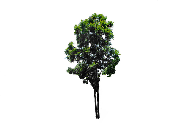 Güzel ve büyük bir ağaç. Beyaz arkaplanda izole - Fotoğraf, Görsel