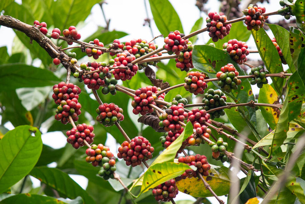 laos kávé, pakxong kávé gyümölcs gazdálkodás Ázsiában - Fotó, kép