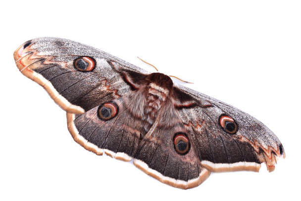 Giant Peacock Moth (Saturnia pyri) isolado em branco
 - Foto, Imagem
