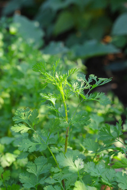 Coriandrum sativum oder Umbelliferae (Korianderpflanzen) im Garten - Foto, Bild