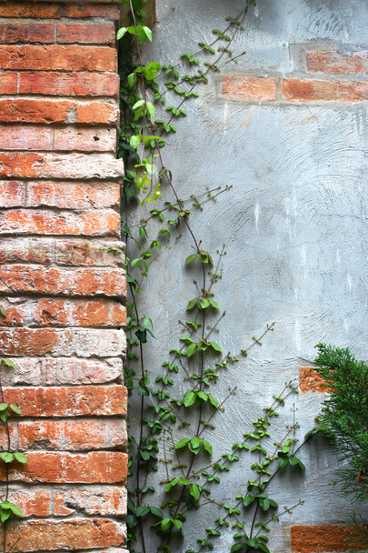 Feuille de lierre vert sur le mur
 - Photo, image