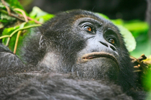 Gorilla nella giungla del Parco nazionale Kahuzi Biega, Congo (RDC))   - Foto, immagini