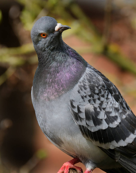Feral pigeons (Columba livia domestica), also called city doves, city pigeons, or street pigeons, are pigeons that are descended from the domestic pigeons that have returned to the wild - Photo, Image