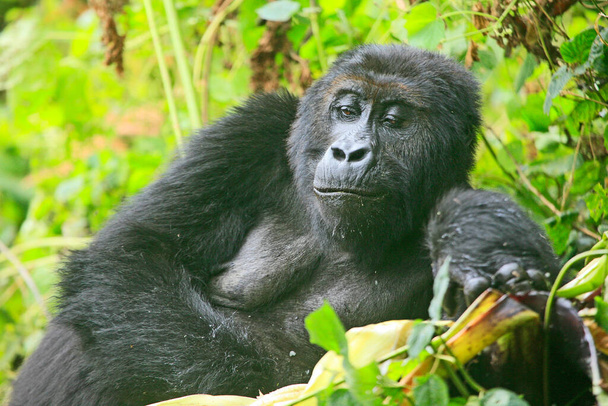 Портрет (счастливой) гориллы в джунглях национального парка Кахузи Фага, Конго (DRC))   - Фото, изображение