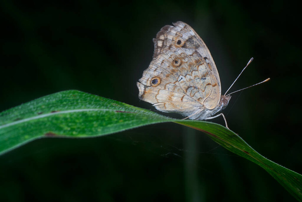 chilades lycaenidae farfalla sull'erba. - Foto, immagini