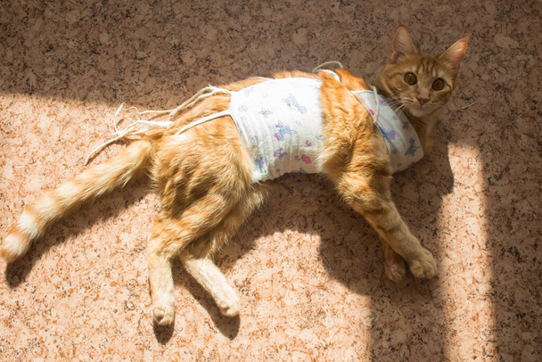 Venda postoperatoria en un gato. El cuidado de la mascota después de la operación cavitaria, la castración, la esterilización. gato de jengibre en la venda se encuentran en el suelo. Día soleado y gato jengibre - Foto, imagen
