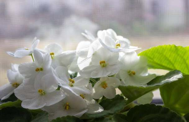 Fleurs violettes blanches délicates, se tiennent à l'aise sur le rebord de la fenêtre - Photo, image