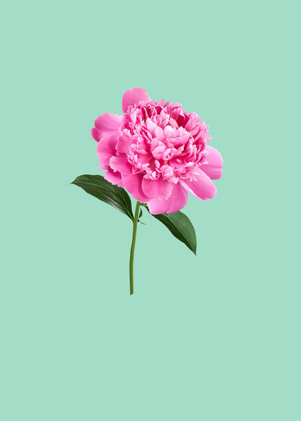 Spring and summer floral holiday design with pink peony isolated on aqua menthe background, copy space, closeup, creative festive mothers or womens day concept - Foto, Bild