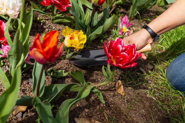 Hand of unrecognizable gardening girl working with tulips, gardening concept, selective focus. - Photo, Image