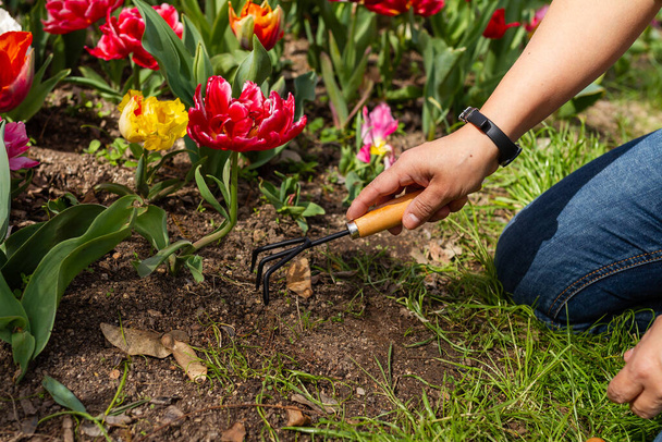Mão de menina jardinagem irreconhecível trabalhando com tulipas, conceito de jardinagem, foco seletivo. - Foto, Imagem