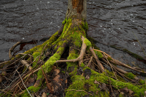 ceppo di albero caduto coperto di muschio vicino al fiume Valgejogi situato a Nommeveski. Serata autunnale nuvolosa.  - Foto, immagini