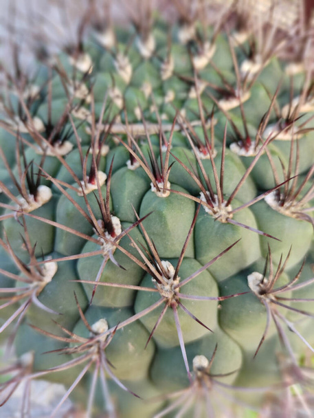 az óriás kaktusz nyársak részletei - Fotó, kép
