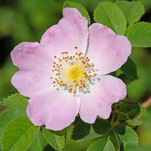 Cuisse rose fleurie, Rosa canina, au printemps - Photo, image