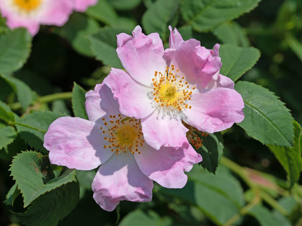 Весною цвітучі стегна троянди, Роза Каніна. - Фото, зображення