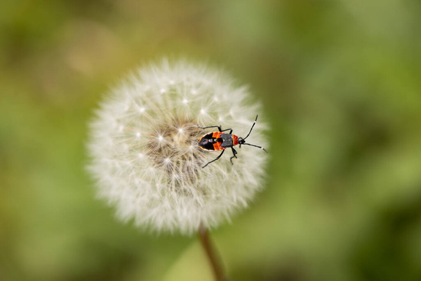 macro selective focus of Australian red and black Harlequin bug (Dindymus versicolor) on a dandelion seed - Photo, Image