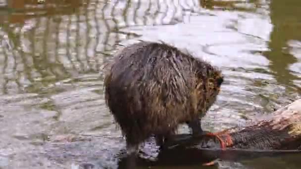 Close-up on nutria, which is washed in water. - Footage, Video