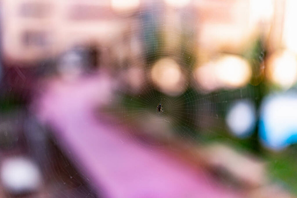 Diagonales Bild einer niedlichen kleinen schwarzen und gelben Spinne, die ruhig in ihrem perfekten Netz liegt und sich ausruht. - Foto, Bild