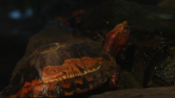 Közelkép egy vörös teknősről, aki végigfut a nyakán. - Felvétel, videó