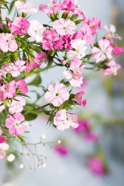 Roze zoete william bloem in vaas op blauwe houten achtergrond. Sluit maar af. Bloemen achtergrond. - Foto, afbeelding