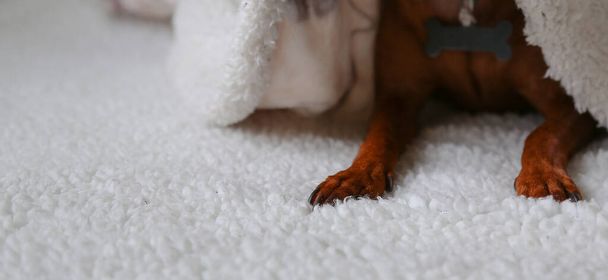 Коричневая собака лежит на белом одеяле и покрыта белым одеялом. Собачьи лапы, крупным планом. Питомец. - Фото, изображение