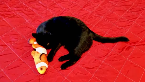 gato jugando con teddy pescado - Imágenes, Vídeo