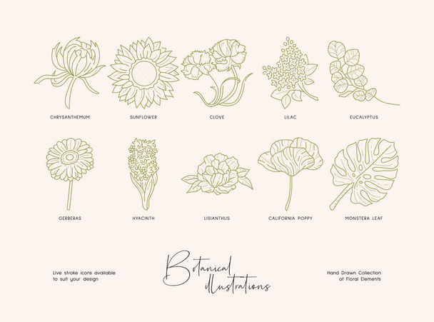 Bündel detaillierter botanischer Zeichnungen blühender Wildblumen. Sammlung handgezeichneter Pflanzen mit Höhenlinien. Elegante botanische Vektorillustration. - Vektor, Bild