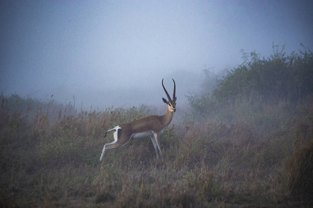 Impala en los prados brumosos del Parque Nacional Masai Mara, África Antelope impala, Kenia - Foto, Imagen