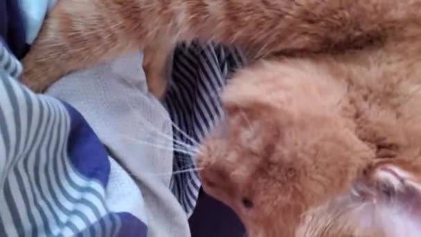 Rojo tabby gato ronroneos y masajes manta por patas - Metraje, vídeo