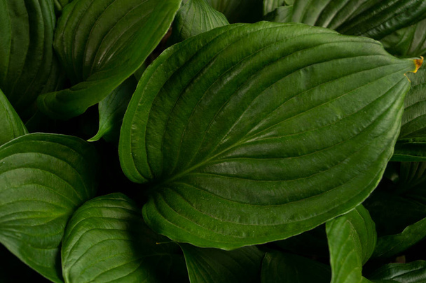 Hosta, flower in the garden, ornamental flowerbed plant with beautiful lush leaves. Photo in the natural environment. - Photo, Image