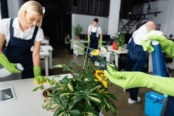 Worker of cleaning company in rubber gloves cleaning plant with detergent near colleagues in office  - Foto, Imagen