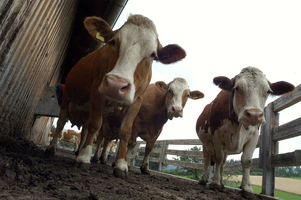 vache dans une grange ouverte, sortie pour l'exercice du bétail dans une ferme - Photo, image