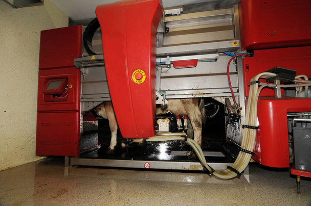 доильный робот на молочной ферме, автоматическое доение коровы - Фото, изображение