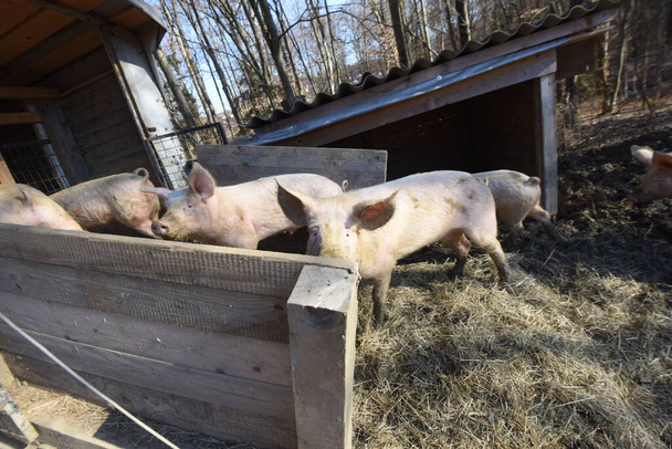 gatunki odpowiednie do hodowli zwierząt i dobrostanu świń; - Zdjęcie, obraz