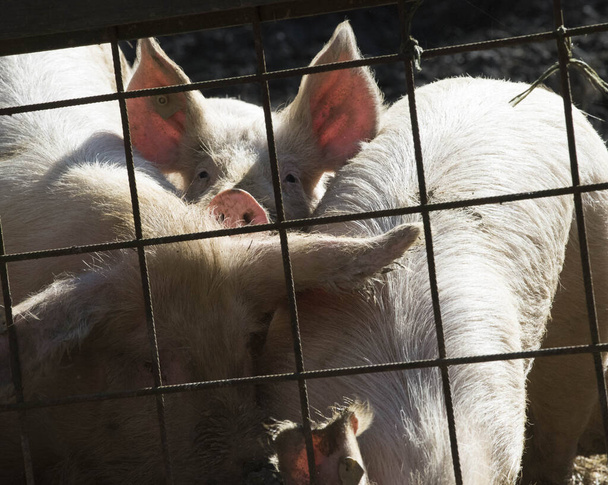 виды соответствующего животноводства и благополучия животных для свиней - Фото, изображение