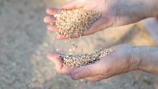руки літньої жінки, що тримає пшеницю
 - Кадри, відео
