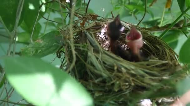 Dois filhotes estavam com fome e esperavam que sua mãe se alimentasse. O passarinho ficou no ninho na árvore durante o dia no jardim. Ambas as aves abrem a boca à espera de comida.. - Filmagem, Vídeo