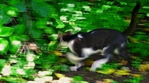 Gato joven blanco y negro corriendo entre hierba verde en el día soleado de primavera, obra de arte saturada borrosa de la foto - Foto, imagen