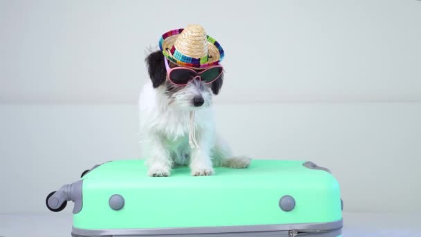 Ein entzückender Jack Russell Terrier Welpe in Sombrero und Sonnenbrille auf einem Koffer blickt aufmerksam in die Kamera. Inländisches Reisekonzept. - Filmmaterial, Video